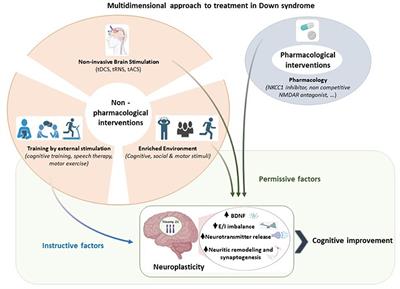 Transcranial Direct Current Stimulation in neurogenetic syndromes: new treatment perspectives for Down syndrome?